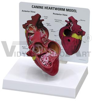 Canine Heartworm